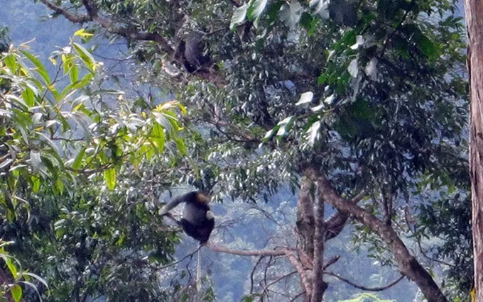 Monos salvajes en el Parque Nacional Chu Mom Ray. (Fotografía: thanhnien.vn)
