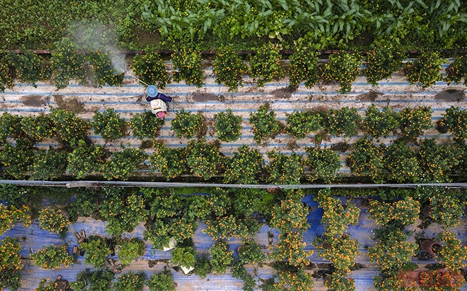 Las huertas de kumquat se preparan para el mercado floral del Tet 2022.