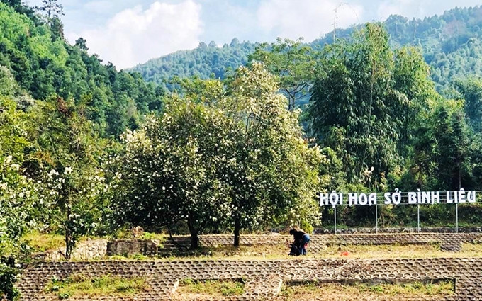 Se organizan del 12 de noviembre a finales de diciembre de 2021 varias actividades culturales atractivas en Binh Lieu.