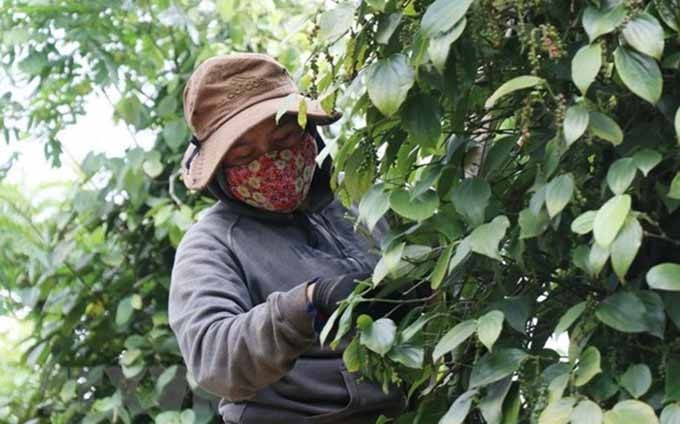  Aumentan exportaciones de pimienta vietnamita a Francia. (Fotografía: VNA)