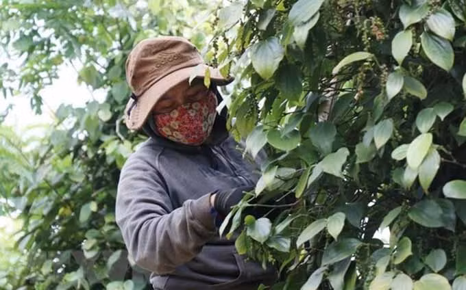  Aumentan exportaciones de pimienta vietnamita a Francia. (Fotografía: VNA)