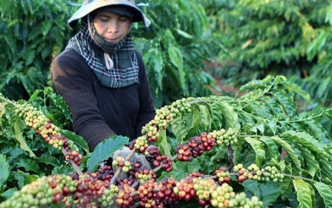 Cosecha de café en Vietnam.