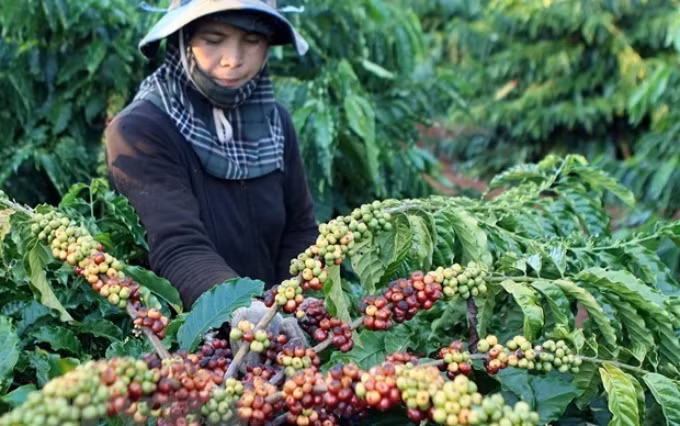 Cosecha de café en Vietnam.