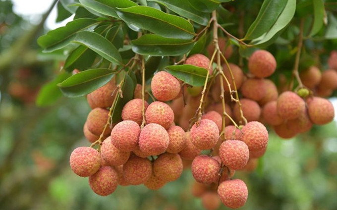 El lichi de Luc Ngan de la provincia vietnamita de Bac Giang. (Fotografía: VNA)