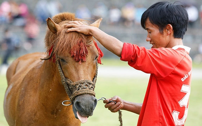 Cascos de caballo de la Meseta Blanca de Bac Ha