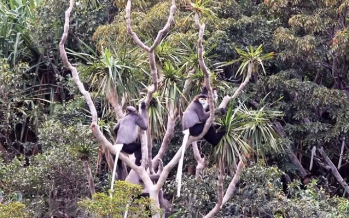  El especie de Douc Langur con patas negras en la Reserva de la Biosfera de Nui Chua.