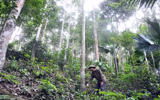 Tuyen Quang mejora la calidad de madera para la exportación