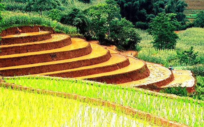 Terrazas de Arroz de Mu Cang Chai en la provincia de Yen Bai. (Fotografía: Dang Khoa)