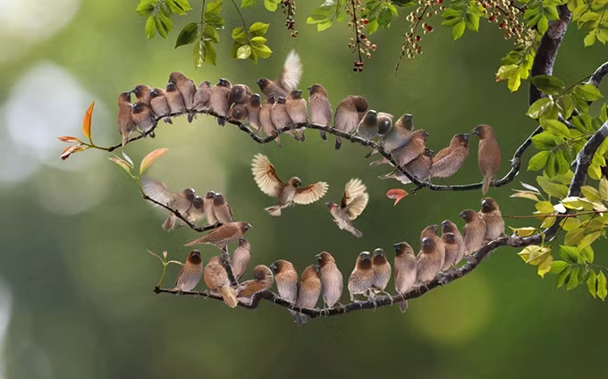 Obra del fotógrafo vietnamita Bach Ngoc Tu (Foto: VNA)