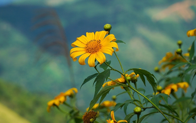 Girasoles silvestres florecen en caminos de Nghe An