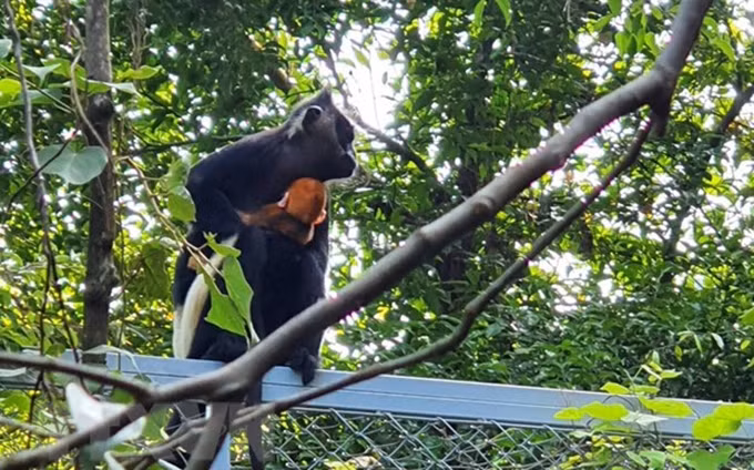 Raro langur endémico se cría con éxito en provincia vietnamita. (Fotografía: VNA)