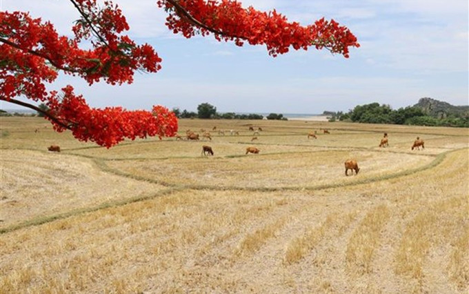 Reserva de la Biosfera de Nui Chua en la provincia vietnamita de Ninh Thuan. (Fotografía: VNA)