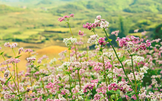 Flores de Alfordón, una marca de turismo de Ha Giang. 