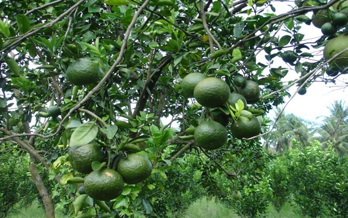 Provincia vietnamita de Vinh Long por cumplir meta de exportaciones de verduras y frutas. (Fotografía: agribank.com.vn)