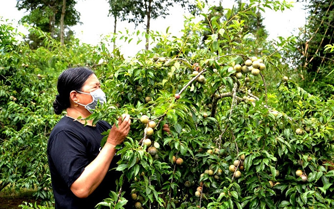 Temporada de ciruelas de maduración en la meseta blanca de Bac Ha. (Fotografía: nhandan.com.vn)