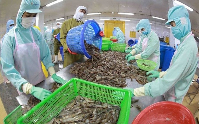 Producción de camarones para la exportación. (Fotografía: VNA) 