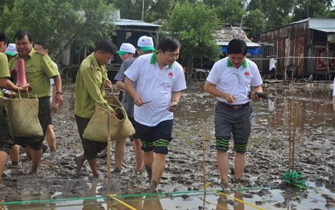 Los delegados asistieron a la plantación de manglares en Ca Mau. (Fotografía: VNA)