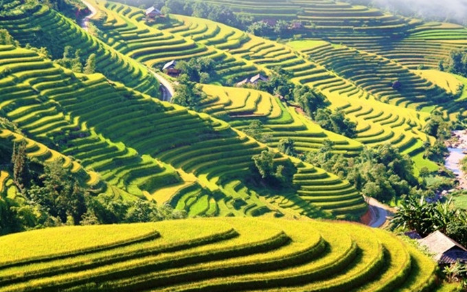 Los arrozales locales, que abarcan un área de mil 380 hectáreas, ostentan el título de Paisaje Escénico Nacional otorgado por el Ministerio de Cultura, Deportes y Turismo de la nación indochina. 