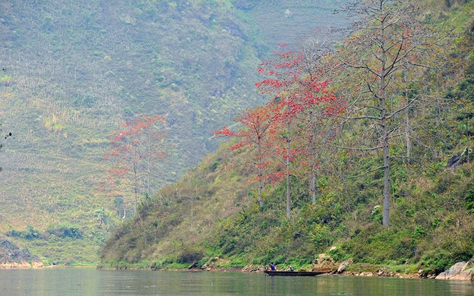 Río Nho Que brillante cuando florece el algodonero rojo