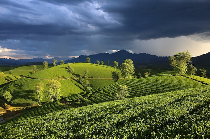 Phu Tho es una de las provincias con el área de cultivo de té más grande del país. 