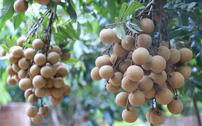 Longan cultivado según los estándares de Vietgap. (Fotografía: VNA)