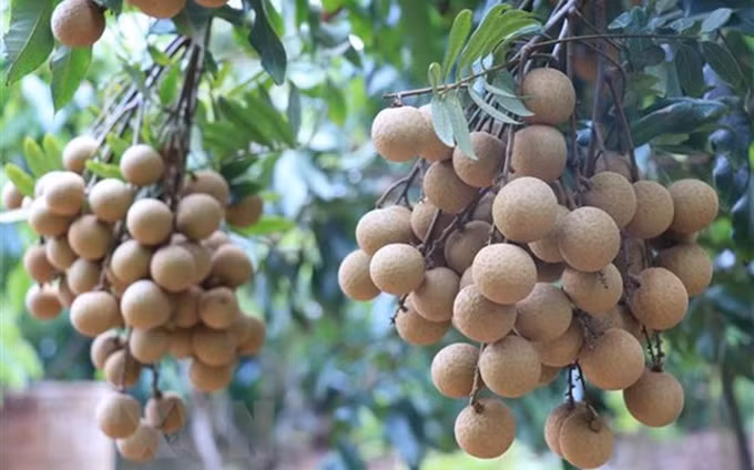 Longan cultivado según los estándares de Vietgap. (Fotografía: VNA)