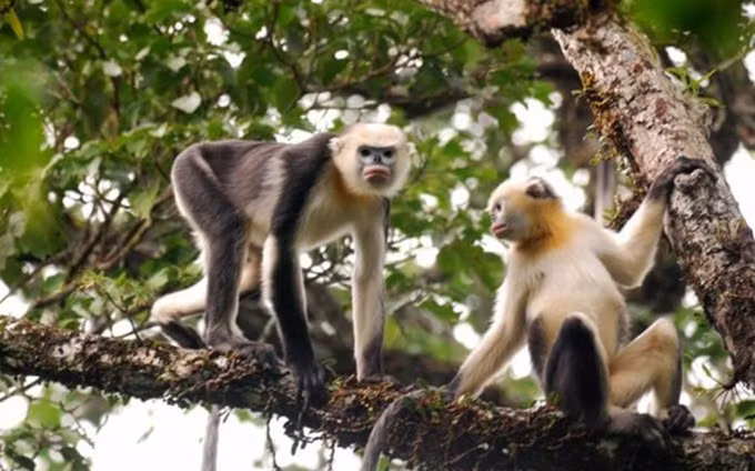 Langur gris de nariz chata (Foto: Fauna and Flora International)