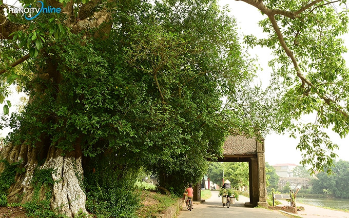 La entrada principal de Mong Phu fue construida en 1833 con piedra de laterita. (Fotografía: hanoitv.vn)