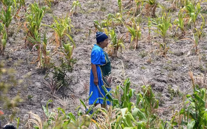 Un maizal seco en Honduras. (Fotografía: VNA)