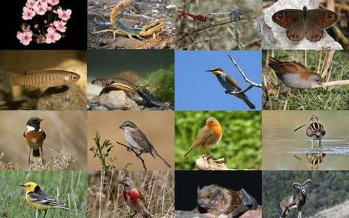 Vietnam traza la Estrategia nacional de biodiversidad hasta 2050. (Fotografía: baoquangninh.com.vn)