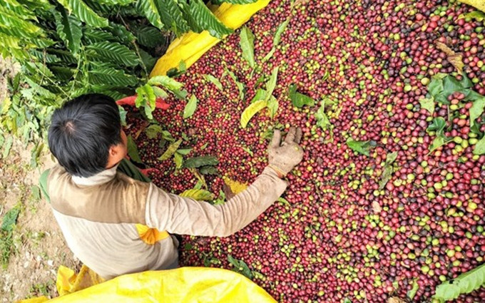 Cosecha de café en una provincia vietnamita. (Fotografía: VNA)