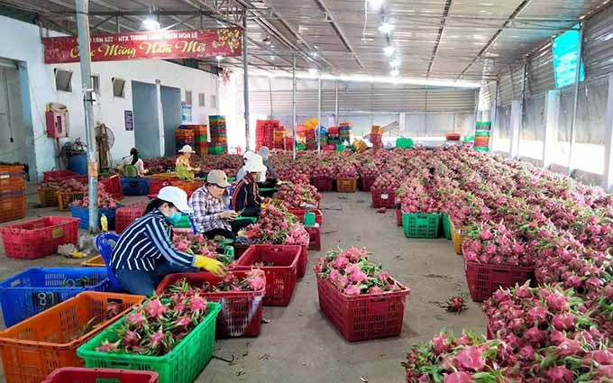  La pitahaya de la provincia vietnamita de Binh Thuan.