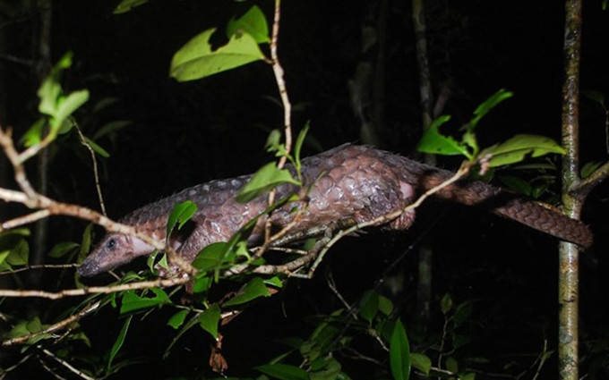 Un pangolín (Foto: SWW)