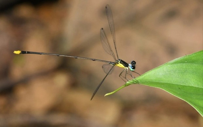 El caballito del diablo ‘Coeliccia natgeo’. (Fotografía: nongnghiep.vn)