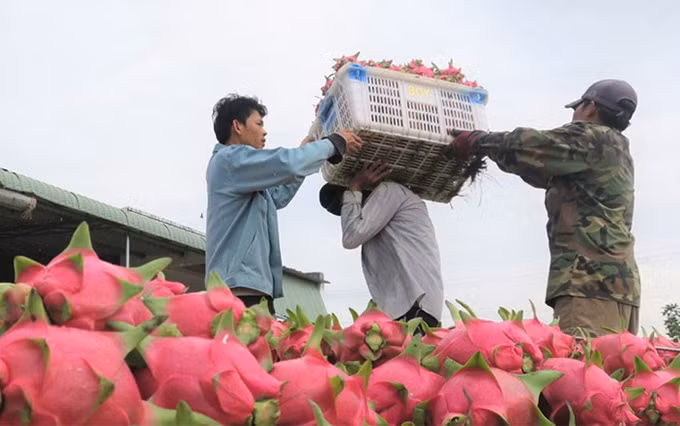  Promueven exportación de productos agrícolas de Vietnam a la India