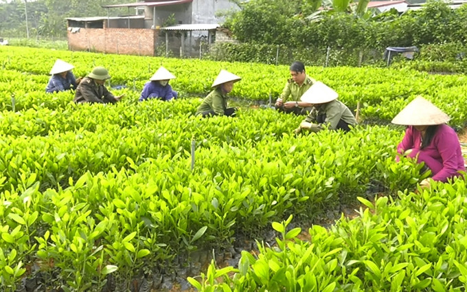 Agricultores en el el distrito de Tan Son (Phu Tho) cuidan plántulas para la plantacion de bosques.