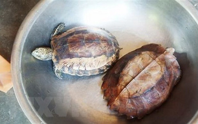 Las dos tortugas raras y preciosas. (Fotografía: VNA) 