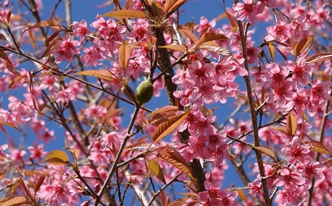 (Fotografía: vov.vn/Dinh Tuan)