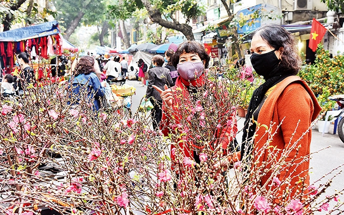 Significado de la flor de durazno en el Tet de Vietnam. (Fotografía: Nhan Dan)