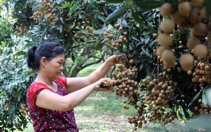 La provincia vietnamita de Hoa Binh exporta el primer lote de longan de Son Thuy a Europa. (Fotografía: baohoabinh.com.vn)