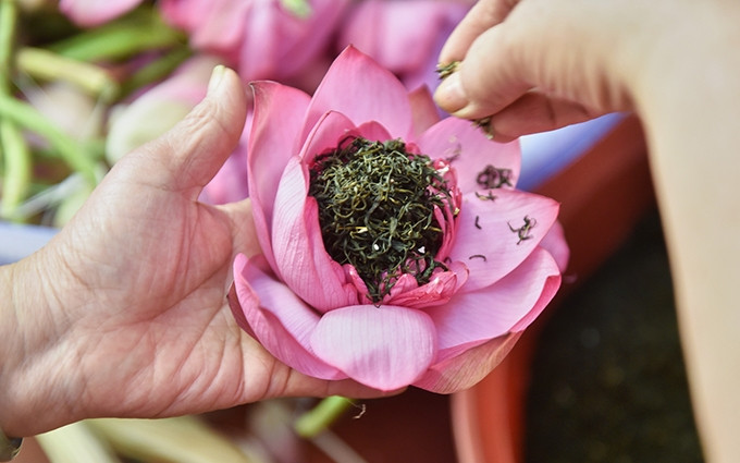 Té de loto Premium de Hanói.