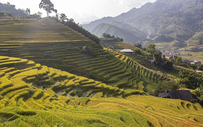 Los arrozales en terrazas en el valle de Muong Hoa serpentean a lo largo de las laderas de la montaña. 