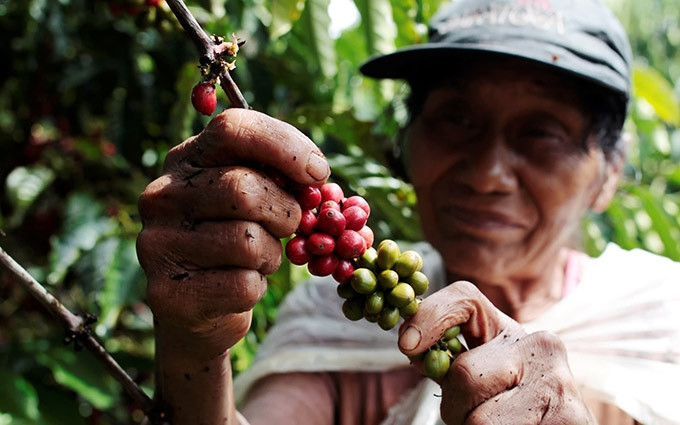 Café vietnamita gana el 25 por ciento de cuota de mercado japonés 