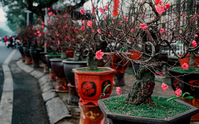 El punto de venta de plantas ornamentales en el jardín de Lac Long Quan está lleno de flores de melocotón. (Fotografía: VNA)