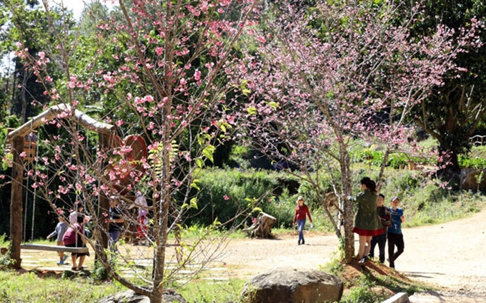 Árboles de cerezo en Vietnam (Fuente: Nhan Dan)