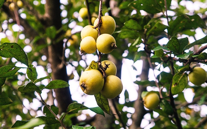 Las manzanas alcanzan la madurez. (Fotografía: nhandan.com.vn)