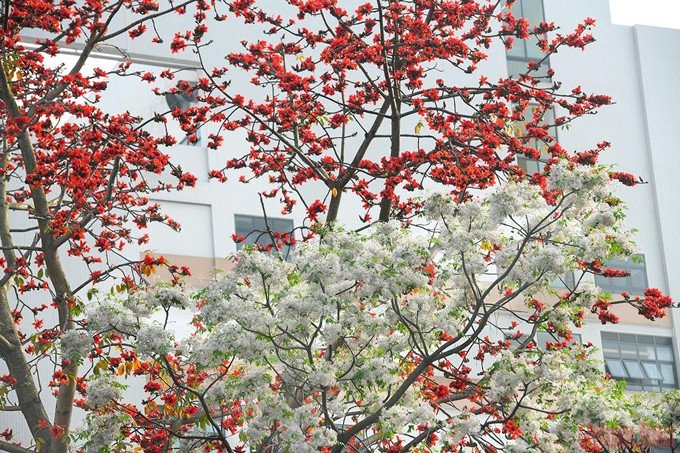 Paisajes seductores en las calles de Hanói. (Fotografía: Nhan Dan)