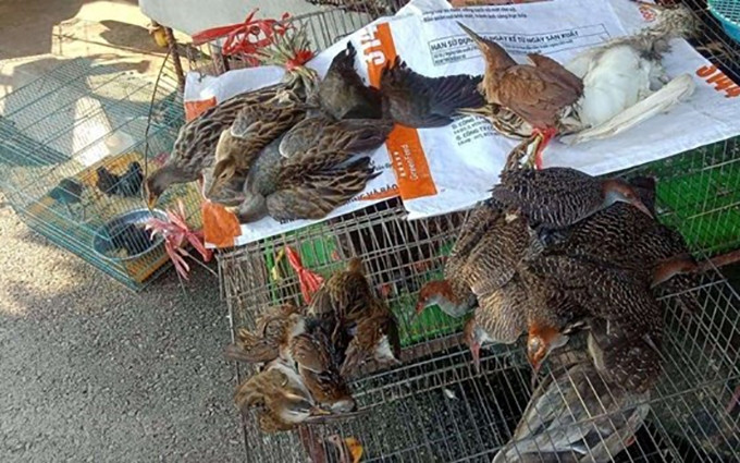 Los animales silvestres. (Fotografía: VNA)