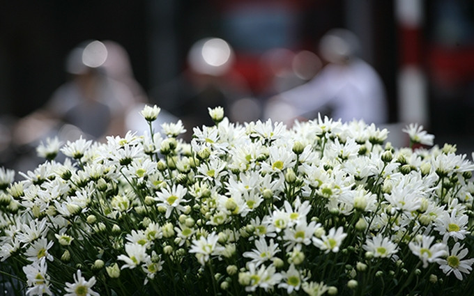 El color blanco puro de las chiribitas aporta una belleza única a la capital vietnamita. (Fotografía: giadinh.net.vn)