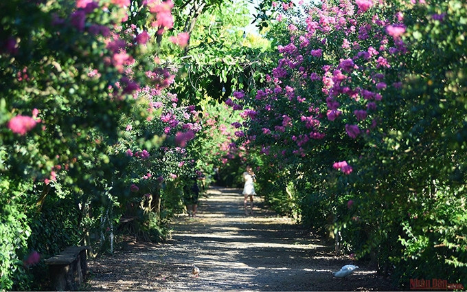 El nombre científico del árbol es Lagerstroemia indica y también es conocido como lila del sur, crespón y espumillas.